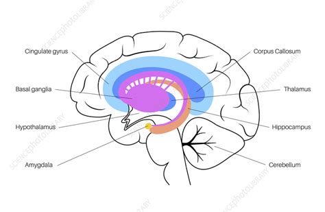 Image result for Limbic System Function Animation