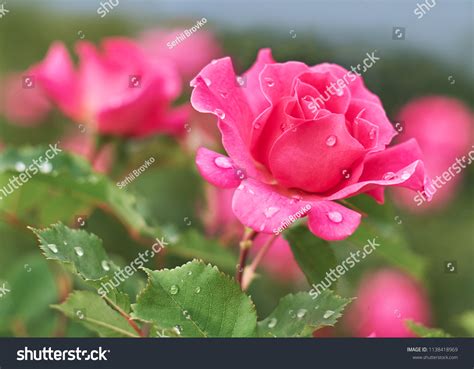 Raindrops On Roses Wallpapers