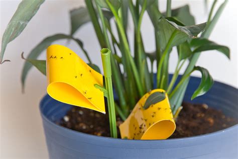 How to Get Rid of Gnats Naturally - Get Green Be Well
