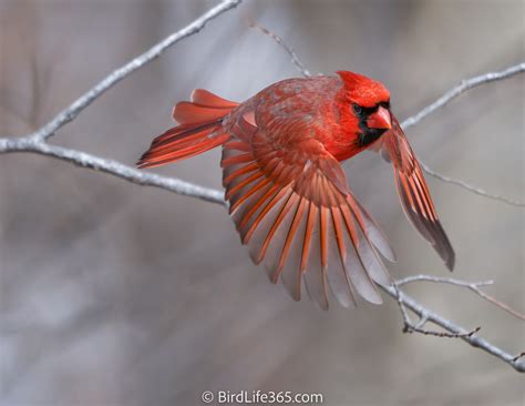 Bird Of The Week - Northern Cardinal - BirdLife365