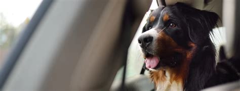 Veterinarian in Spanaway, WA | Tahoma Veterinary Hospital