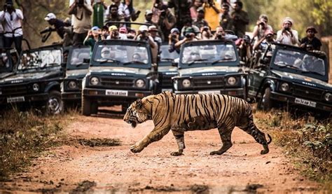 Various Types of Safaris you must try when in Kanha National Park