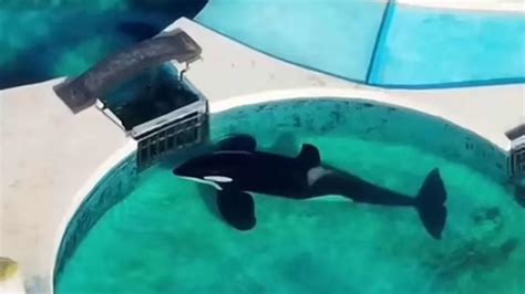 The World's Loneliest Orca Caught Staring at Tank Gate for 24-hours ...