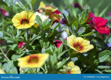 Calibrachoa Million Bells Flowering Plant, Group of Red and Yellow ...