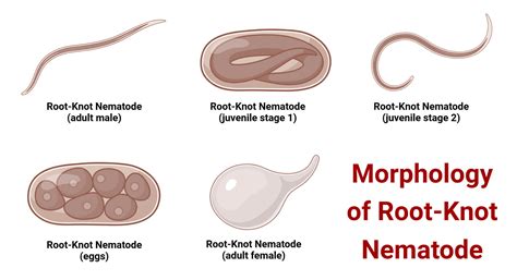 Root-Knot Disease: Causes, Symptoms & Control Methods