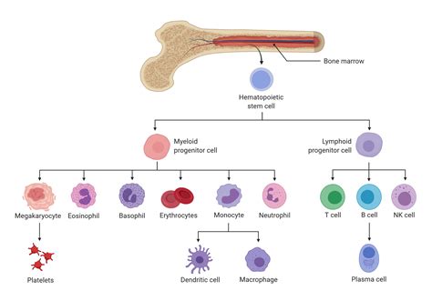 Aging-associated inflammation as a driver of myeloid malignancies ...