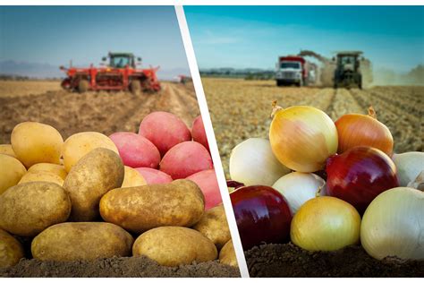 Gour Export Import Industries - Fresh Red Onion Supplier from Budaun