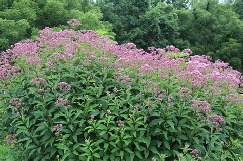 20 Tall Perennial Flowers You Should Plant In Your Garden