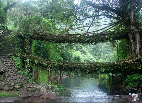 Living Root Bridges of Meghalaya: Nature’s Marvels – Travel-along.in