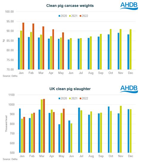 UK pig meat production higher in May | AHDB