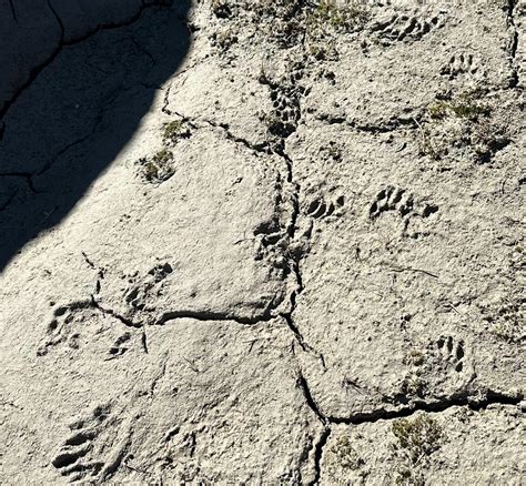 What animal made these? They're about 2" wide, found 9,000' in the High Sierra. : r/zoology