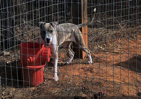 Humane Society of Harris County raising funds to relocate pets ...