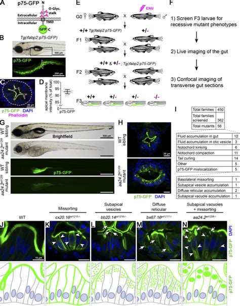 Image result for Forward Genetic Screen