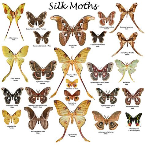 Silk Moth Proofs in 2025 | Moth art, Atlas moth, Types of moths