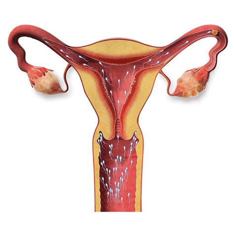 Image result for Human Fertilisation