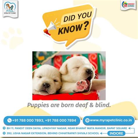 Latest News - MYRA PET CLINIC & SURGERY CENTRE,Indore