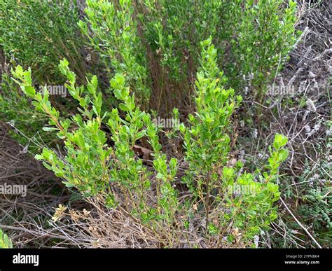 coyote brush (Baccharis pilularis Stock Photo - Alamy
