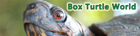 Image result for Different Types of Box Turtle
