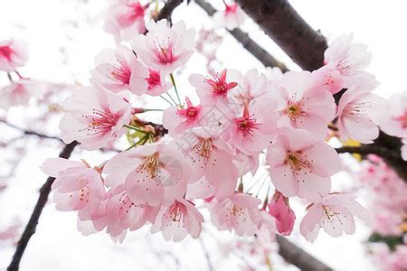 全球最大樱花园就藏在中国，即将开成花海，美成童话__凤凰网