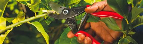 How to Sharpen and Maintain Felco Hand Pruners
