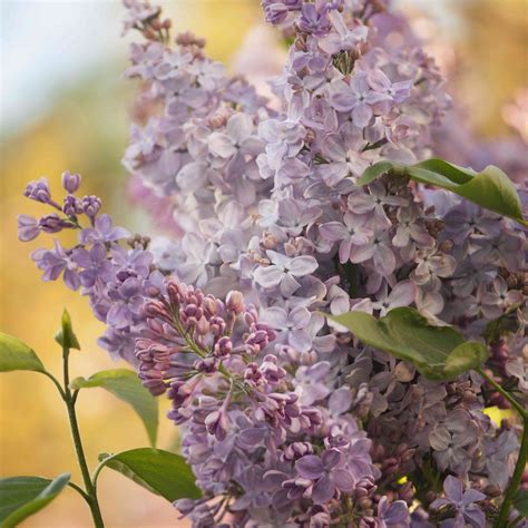 Varieties Of Lilac Trees at Doreen Woods blog