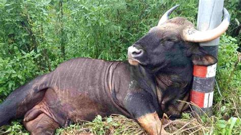 Four men from Karamadai held for snaring gaur to death in Nellithurai