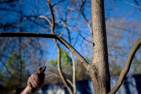 Image result for Step Cut Pruning