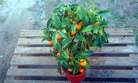 Kumquat (foto) - mbjellje dhe kujdes në shtëpi | Një faqe për një ...
