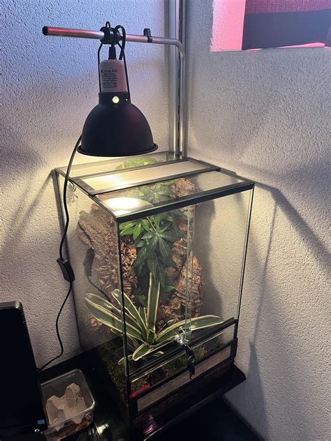 Opinions on my new C. Versicolor's enclosure? : r/tarantulas