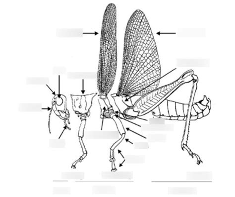 Insect Anatomy Diagram | Quizlet