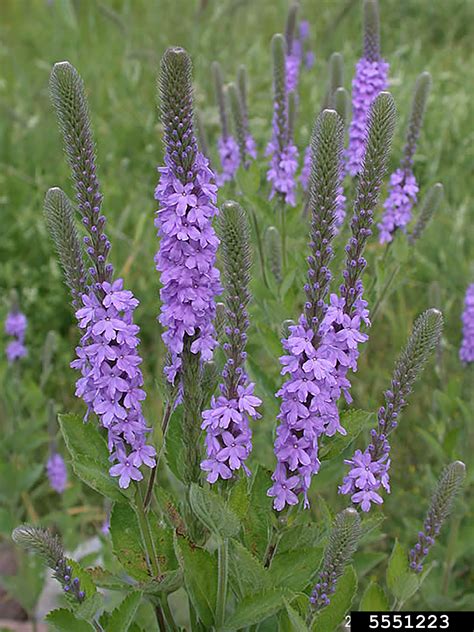 What Does The Flower Verbena Look Like at Carmen Wong blog
