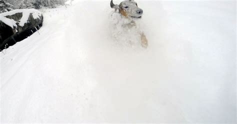 Early winter is a dog | PowderGuide
