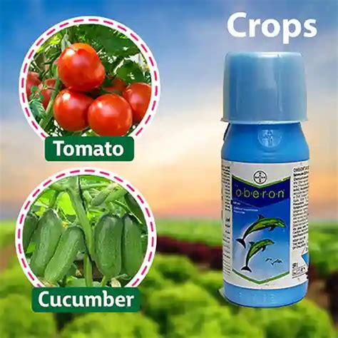 Buy Solomon Insecticide - Buy Online | Pest Control