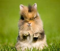 Image result for Easter Bunny Images. Free