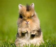 Image result for A Cute Bunny