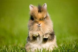 Image result for Picture of the Cutest Bunny in the World