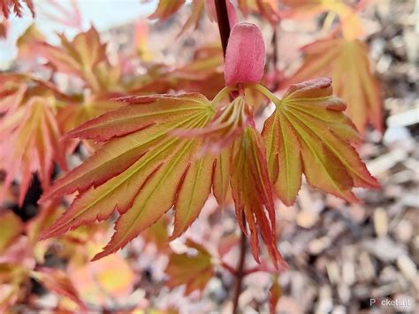 Image result for OnePlus 9 Review