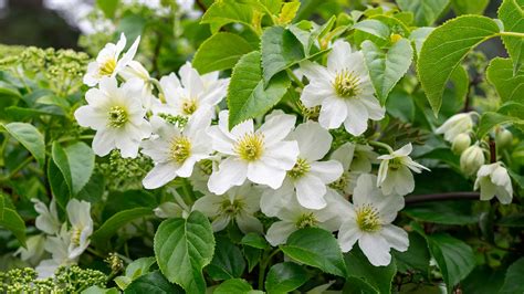 How to prune clematis – an expert guide, with tips on…