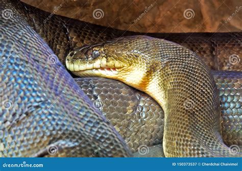 Macklot Python 的图像结果