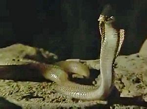 Image result for Alien From the Deep Cast