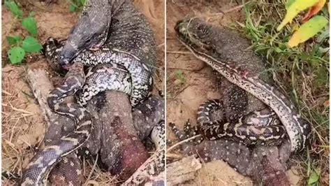 Image result for Python vs Komodo Dragon Video