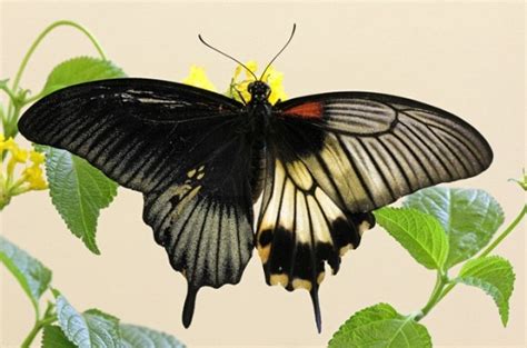 Great Mormon, 美凤蝶 | Papilio memnon agenor | Nelson Ong | Flickr