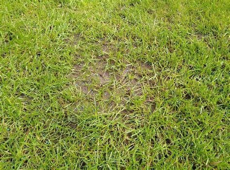 The Best Treatments for Ants in Lawns | Kingsbury Lawn Care