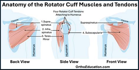 Rotator Cuff Tendonitis - Shoulder Education