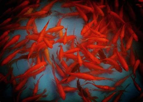 红色的海鱼都有哪几种，红色的鱼有哪些，红色的鱼是什么鱼