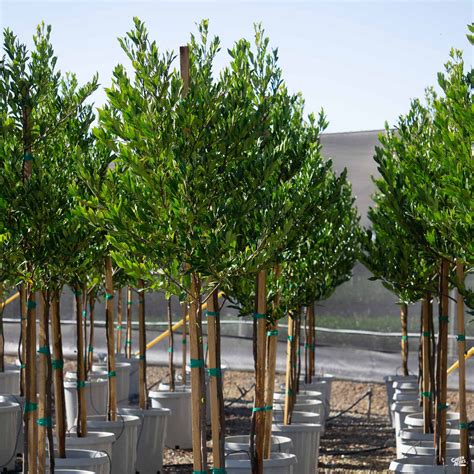 Prunus Caroliniana Compacta Hedge