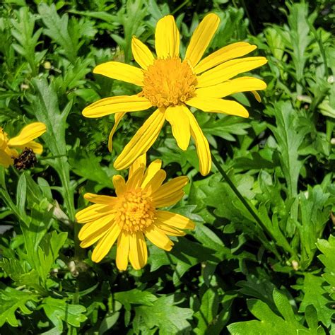 African Bush Daisy Live Plant Flowering Perennial Prolific Summer Bloom ...