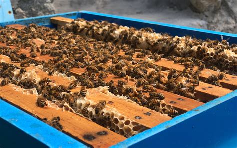 养蜂人检查蜜蜂的箱和蜂蜜框架养蜂场的养蜂工作选择焦高清图片下载-正版图片506111781-摄图网