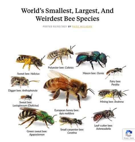 Bee Swarm Simulator Script Pastbien 的图像结果