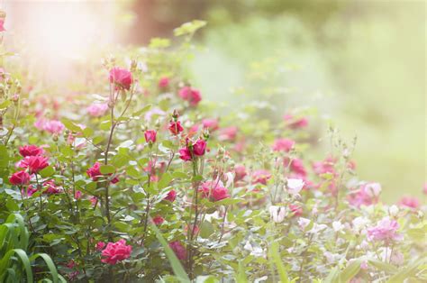 How to Grow and Care for Miniature Roses